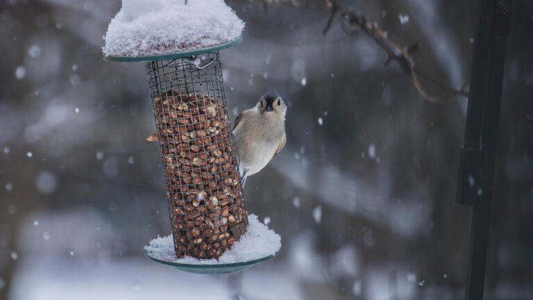 Checklist for Winterizing Your Backyard