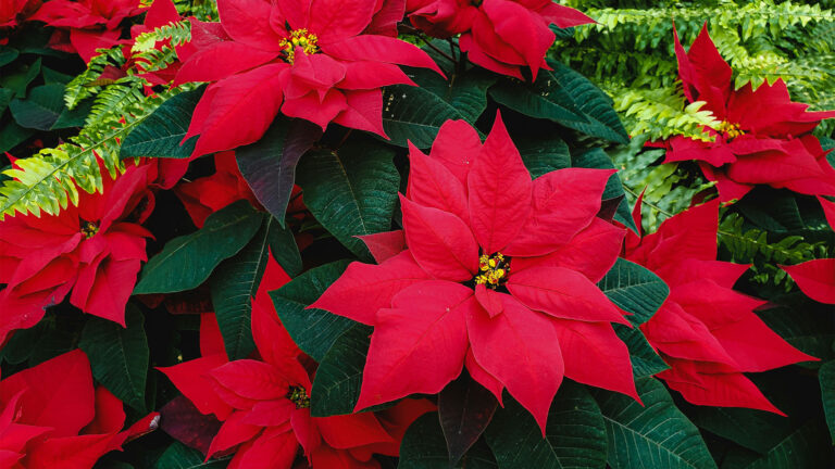 How Poinsettias Became the “Flower of Christmas”
