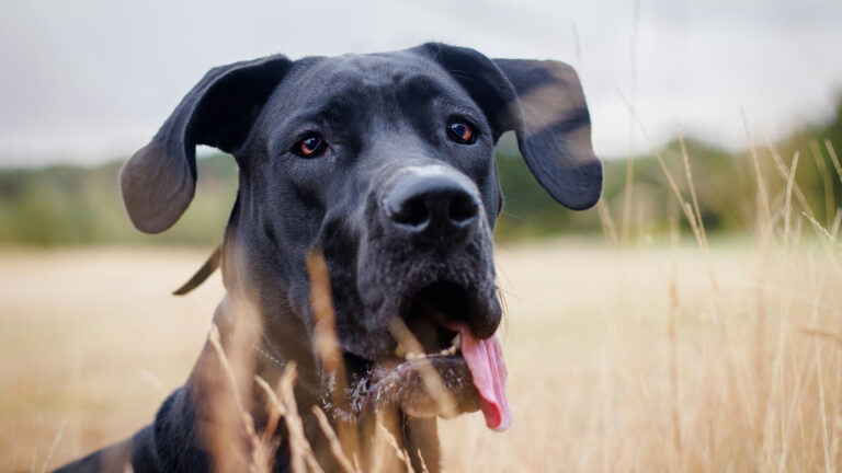The Best “Chill” Dog Breeds for that Lazy Life