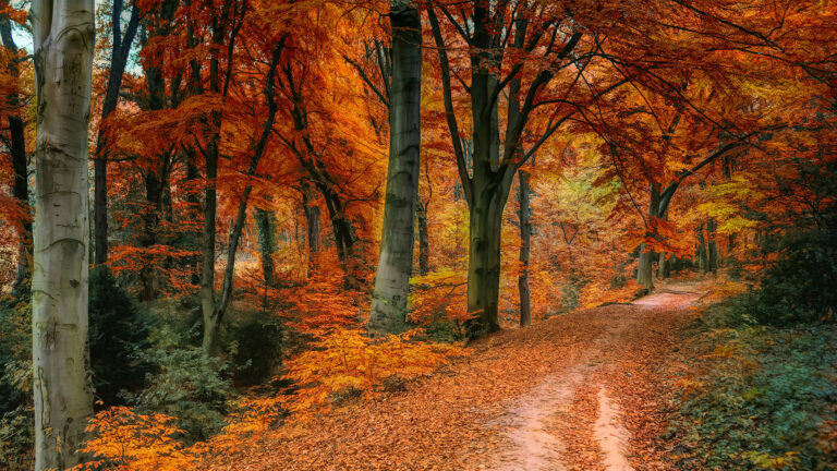 Where to See the Prettiest Fall Leaves in America