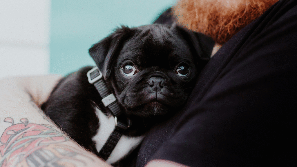 Where to Find a Reputable Puppy or Dog