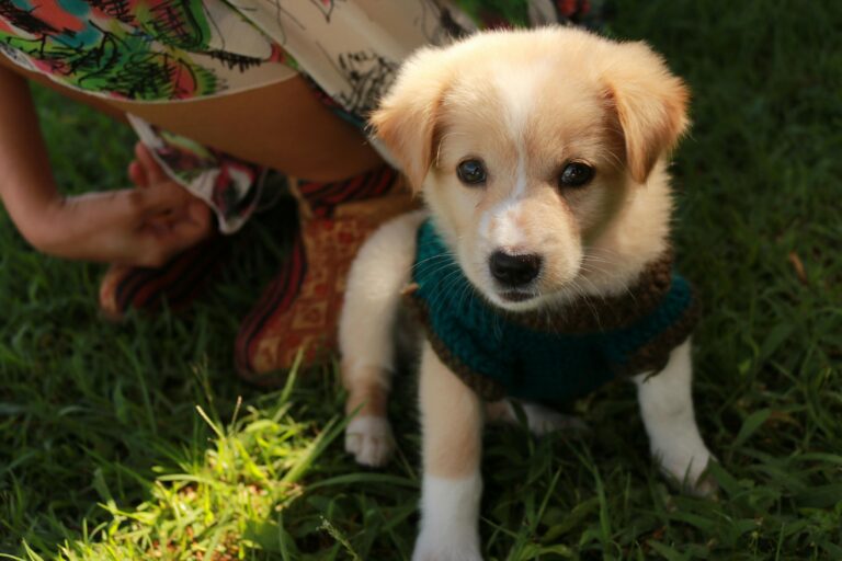 Bringing Home a Puppy: How to Start Potty Training Right