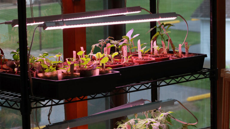 Starting Your Veggies Indoors: A Simple Way to Grow at Home