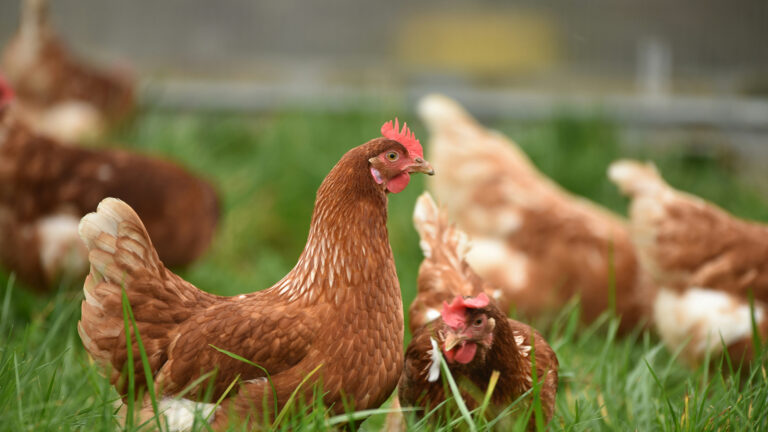 Why Everyone Suddenly Wants Backyard Chickens